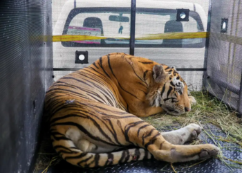 Tiger escaped from Mexican zoo captured, easing U.S.-Mexico border alert