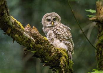 Washington State to cull 450,000 barred owls to Save endangered Northern spotted owl