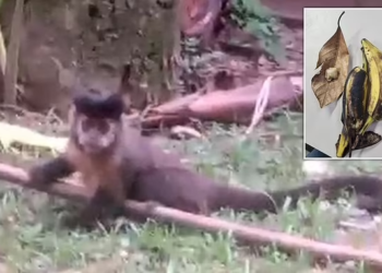 Brazilian couple arrested after drugging monkeys and attempting to kidnap them from botanical garden