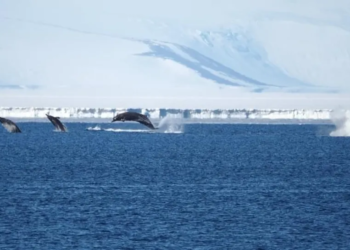 Rare sea creatures with ‘remarkable’ diving abilities spotted in Antarctica: A breakthrough discovery