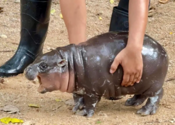 Thailand: Baby hippo Moo Deng becomes viral sensation, faces challenges from overenthusiastic fans
