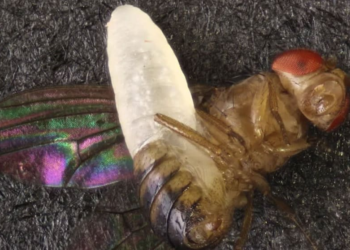 Syntretus perlmani: Parasitic 'horror wasp' that grows inside living flies discovered in the US