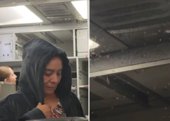 Watch: Swarm of mosquitoes buzzes around the cabin of Volaris flight before takeoff