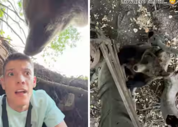 Watch: Serbian influencer's dares to enter bear’s den, but the real horror began when the beast came back