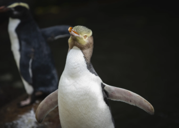 Shy yellow-eyed penguin crowned winner of New Zealand’s bird election after meme-filled campaign