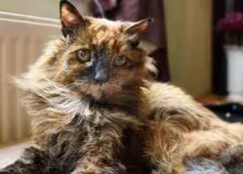 World's oldest cat Rosie dies at 33