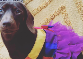 In a highly unusual case that has sparked public debate, a British lesbian social worker, Lizzy Pitt, has been awarded £55,910 ($82,933) following a legal dispute involving her comments about a "gender-fluid" Dachshund named Pablo.