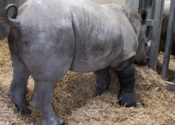 Groundbreaking surgery: UK vets successfully fix rhino’s broken leg in world-first operation