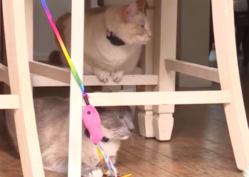 From Yellowstone to California: Lost cat makes unbelievable 800-mile journey back to home