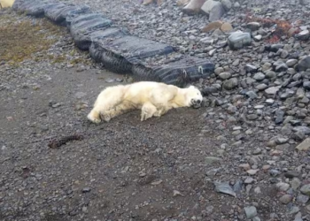 Rare polar bear sighted in Iceland for first time in eight years; police shoot it dead