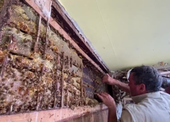 Watch: Tens of thousands of bees discovered inside walls of historic Maine farmhouse