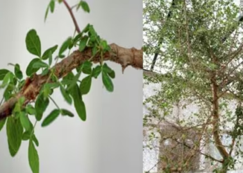 Sheba: Scientists grow ancient ‘lost tree’ from 1,000-year-old Biblical seed—Could it hold the key to cancer cures?