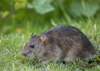 Panic on tiny Alaskan island over possible rat sighting: “Galapagos of the North” at risk