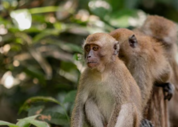 India: Troop of monkeys rescues six-year-old girl from attempted rape