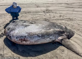 Strange giant fish with alien features found On Oregon beach
