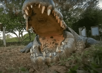Meet Henry, the world's oldest crocodile—a 16-foot giant with six 'wives' and 10,000 offspring