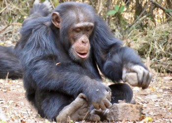 Chimpanzee famous for using tools kills and butchers 8-month-old baby girl in Guinea