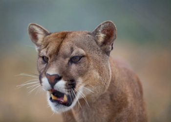 California: Heroic father rescues 5-year-old from mountain lion’s jaws