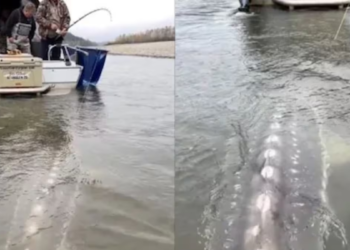 Watch: Internet captivated by giant, crocodile-like fish in viral video from Canada