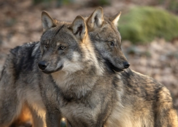Russian army deploys wolves to battle Ukrainian drones