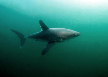 Researchers witness sharks hunting each other in an unprecedented event