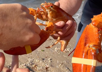 Tangerine and Navel: 1-in-30 million orange lobsters rescued from Long Island supermarkets