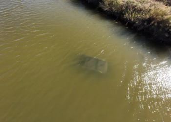 Heroic rescue: Passerby saves woman from sinking car in Texas canal