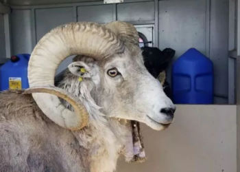 Montana man sentenced for cloning and breeding world’s largest sheep species