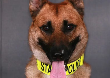 Indiana police K-9 Apache retires after heroic 8-year career, including taking a bullet to the neck for his handler: List of his achievements