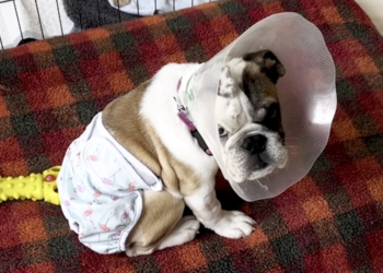 Bulldog born without anus undergoes groundbreaking life-saving surgery in the UK