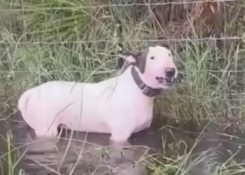Watch: Tampa cops save helpless dog left to die in Hurricane Milton | "Do not do this to your pets, please…”
