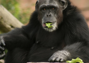 Japan: Chimpanzees starve as zookeeper steals and sells their food