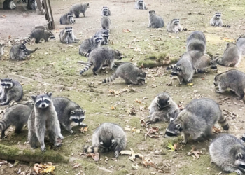 Washington woman swarmed by 100 hungry raccoons after years of feeding them, calls 911