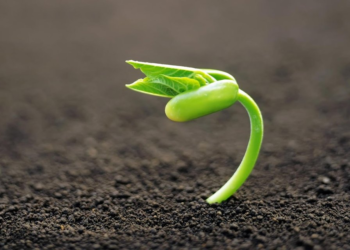 What brought life to Earth? Scientists have the answer