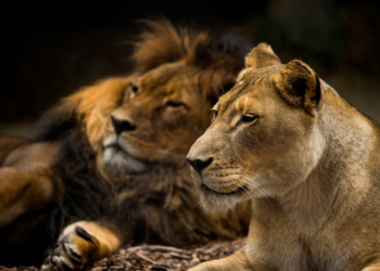 Controversial decision: Australian zoo euthanizes healthy lioness after male partner's death