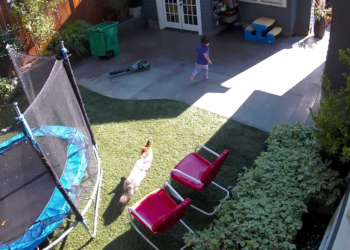Terrifying video: Coyote chases young girl in Portland backyard