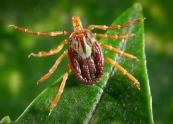 First human case of tick-borne disease in the northeast detected in Connecticut