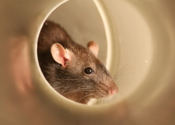 Chicago ranked 'rattiest city' by Orkin for 10 years straight: Full list of 50 rattiest American cities