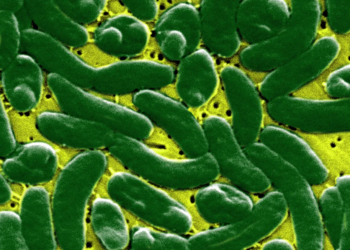‘Flesh-eating’ bacteria kills 13 in hurricane-hit Florida, cases hit record high: All about Vibrio vulnificus?