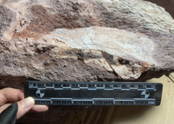 Historic discovery: Hong Kong unearths its first-ever dinosaur fossils