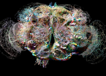 A leap towards understanding human mind: Scientists build neuron-by-neuron map of adult fruit fly brain