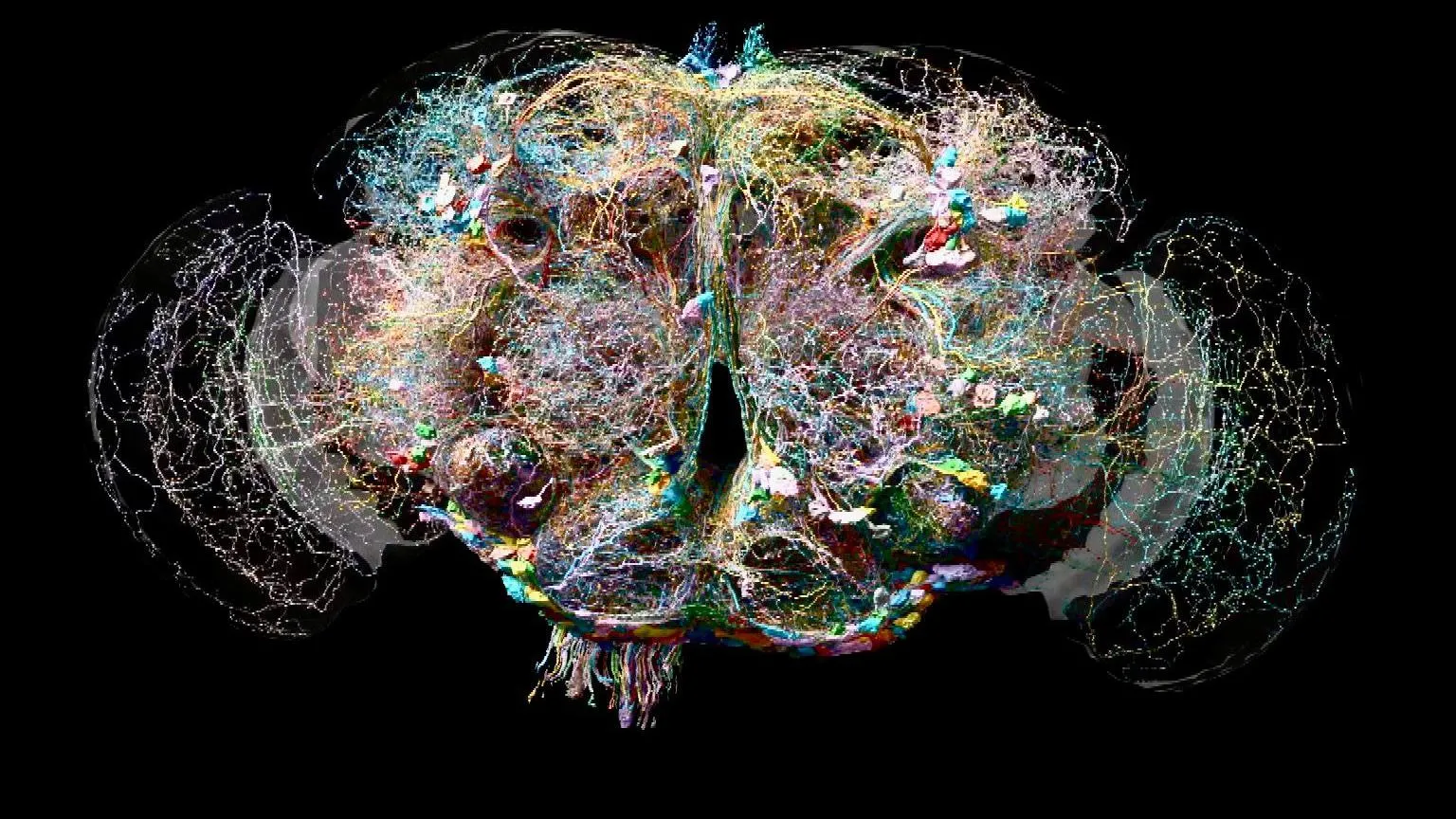 A Leap Towards Understanding Human Mind Scientists Build Neuron by 