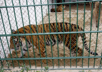 Vietnam zoo tragedy: 47 tigers die from H5N1 bird flu outbreak
