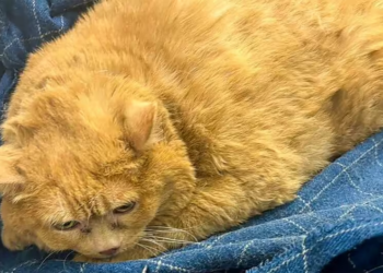 Russia: World's fattest domestic cat dies in rehab after losing 2lbs