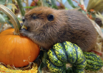 Massachusetts beaver sparks debate over release to the Wild: Court to decide fate of Nibi