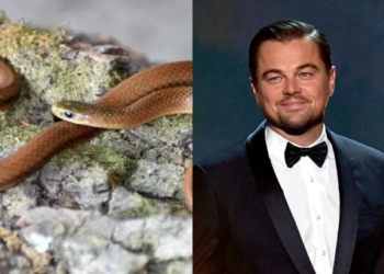 Newly discovered Himalayan snake species named after Leonardo DiCaprio—Here's why