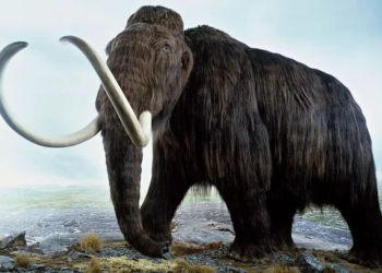 Chris Hemsworth and Paris Hilton backed Colossal Biosciences, a Texas-based startup plans to revive woolly mammoths by 2028