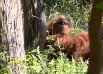 Watch: Oklahoma hiker claims he filmed bigfoot in chilling video