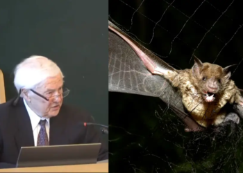 Ontario: Child dies of rabies after bat broke into bedroom