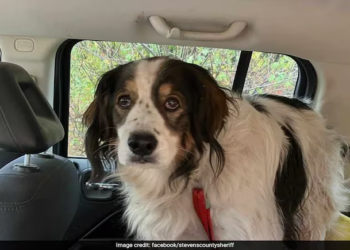 Washington: 13-year-old dog saves injured owner, 84, by leading cop to her home